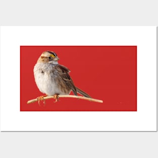 White throated sparrow Posters and Art